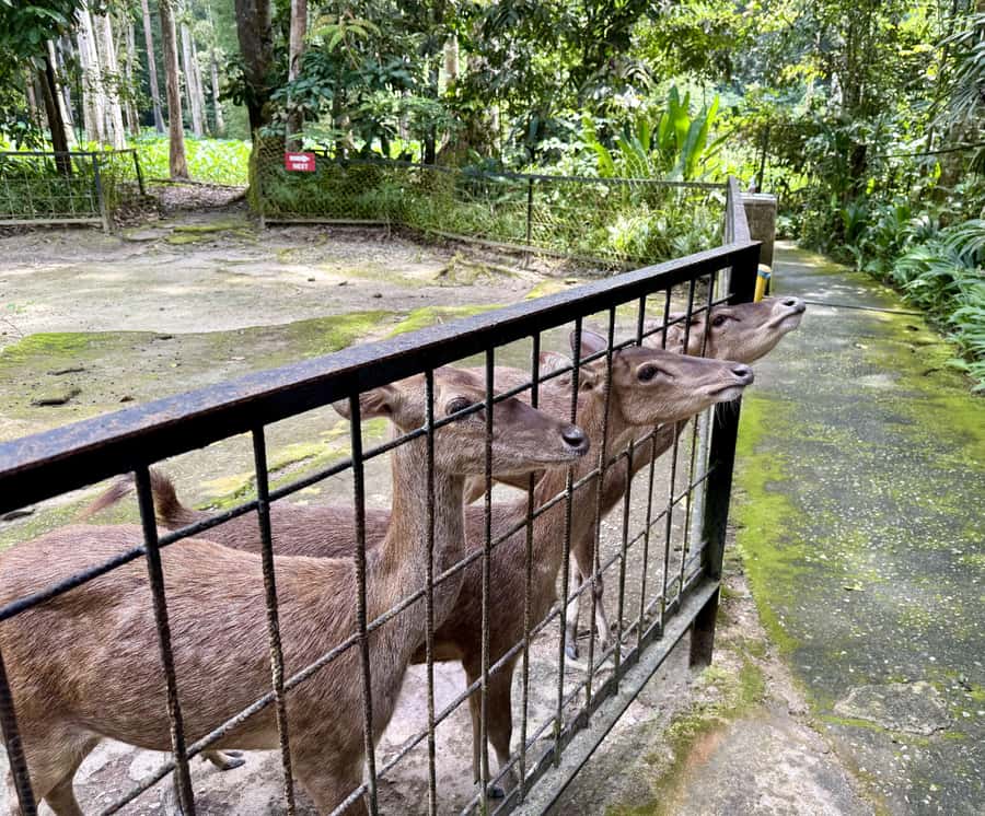 From Kuala Lumpur: Kuala Gandah Elephant Sanctuary Day Trip - Batu Caves gives you a quick first look