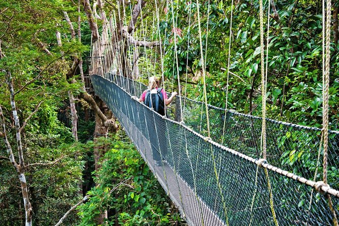 From Kuala Lumpur Taman Negara Day Trip With Lunch - Walking above the forest canopy