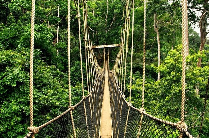 From Kuala Lumpur Taman Negara Day Trip With Lunch - Rainforest time with a nature guide