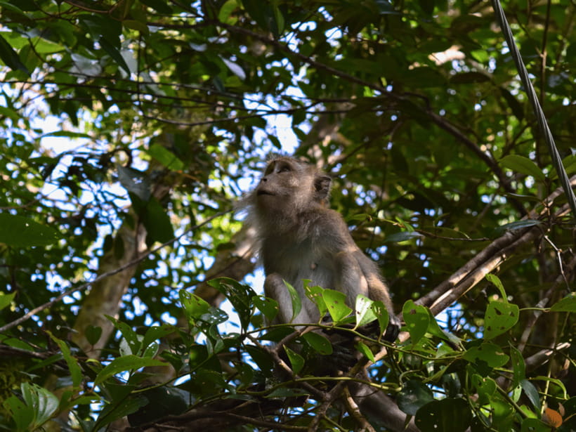 From Kuala Lumpur: Taman Negara National Park Private Tour - The Tahan River by private long-tail boat
