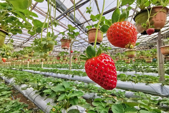 Full-day Cameron Highlands Day Trip from Kuala Lumpur - Bees, butterflies, and roses fill the middle of the day