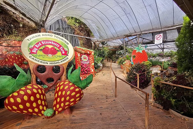 Full-day Cameron Highlands Day Trip from Kuala Lumpur - Kea Farm Market shows the highlands at work