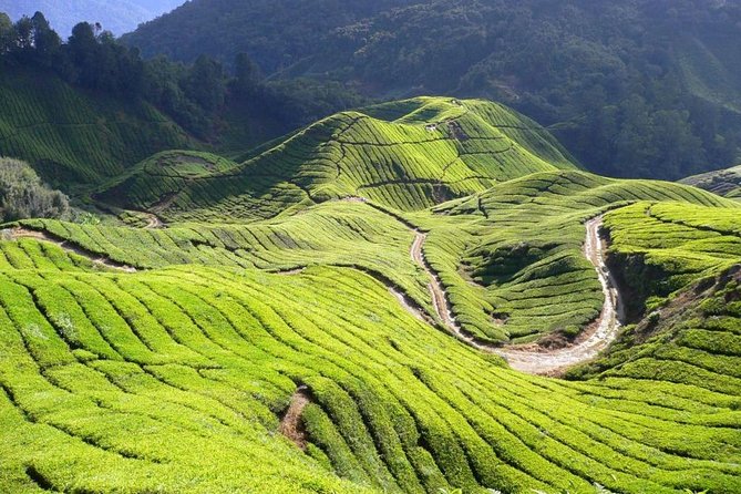 Full Day Cameron Highlands Nature Tour - Why Cameron Highlands makes a good Kuala Lumpur escape