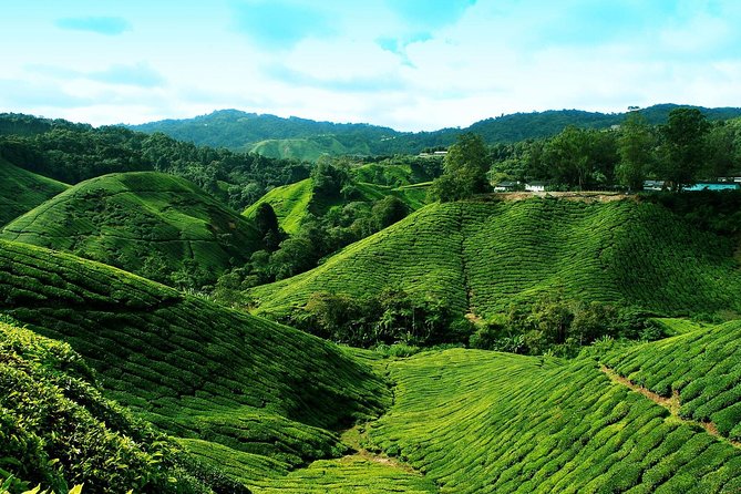 Full Day Cameron Highlands Nature Tour - Butterfly Garden and Tringkap Bee Farm