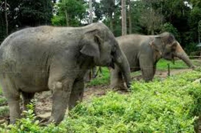 Full Day Elephant Sanctuary Tour with lunch Local food - What the included lunch adds
