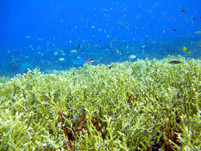 Full-Day Guided Snorkeling Tour from Kota Kinabalu - Key points before you book