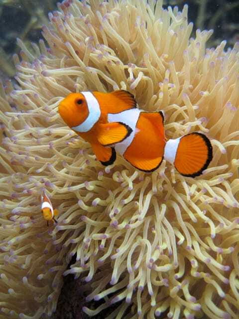 Full-Day Guided Snorkeling Tour from Kota Kinabalu - What the guided snorkeling sessions are like