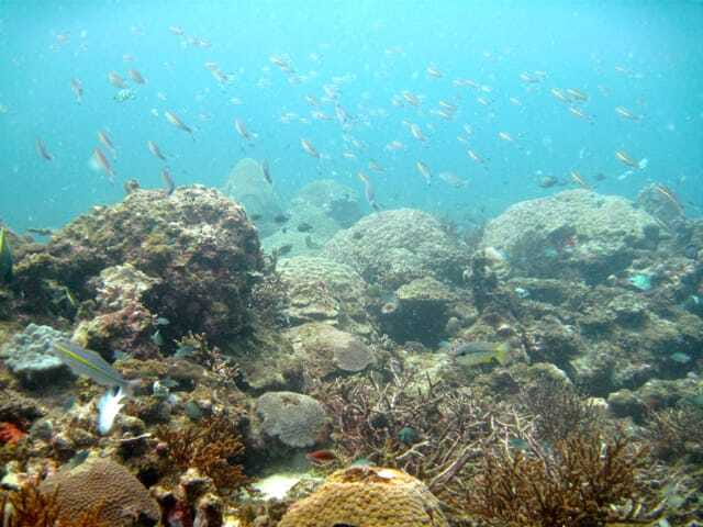 Full-Day Guided Snorkeling Tour from Kota Kinabalu - How much value do you get for $66?