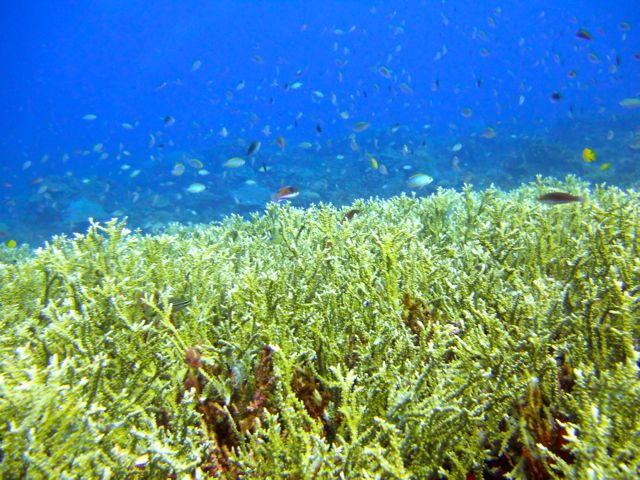 Full-Day Guided Snorkeling Tour from Kota Kinabalu - FAQ