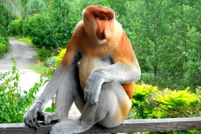 Full Day Orang Utan Sepilok, Proboscis Monkey, Sunbear, RDC - Lunch at Borneo Sepilok Rainforest Resort