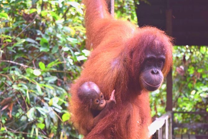 Full Day Orang Utan Sepilok, Proboscis Monkey, Sunbear, RDC - What to bring and how to handle the day