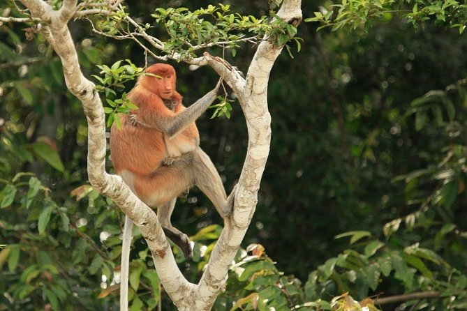 Full-Day Sepilok Orangutan and Proboscis Monkey from Sandakan or Kota Kinabalu - Lunch, documentary, and the Sepilok orangutan visit