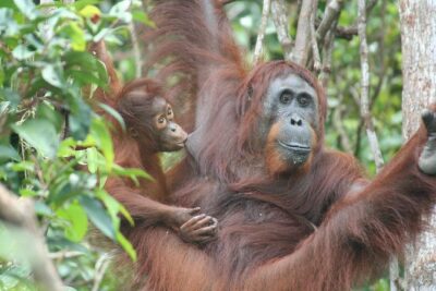 Full-Day Sepilok Orangutan and Proboscis Monkey from Sandakan or Kota Kinabalu