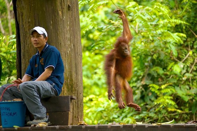 Full-Day Sepilok Orangutan and Proboscis Monkey from Sandakan or Kota Kinabalu - Who will enjoy this full-day outing