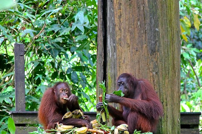 Full-Day Sepilok Orangutan and Proboscis Monkey from Sandakan or Kota Kinabalu - Practical details that can make the day smoother