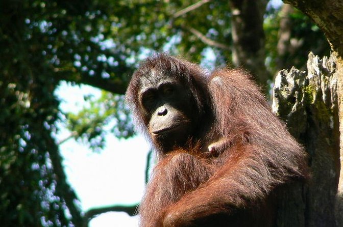 Full-Day Sepilok Orangutan and Sandakan City Trail from Kota Kinabalu - Key points to know before booking