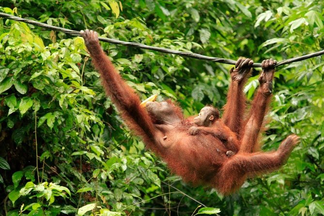 Full-Day Sepilok Orangutan and Sandakan City Trail from Kota Kinabalu - Malay lunch before the city sights