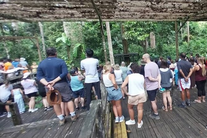 Full-Day Sepilok Orangutan and Sandakan City Trail from Kota Kinabalu - How the transport and group size affect comfort