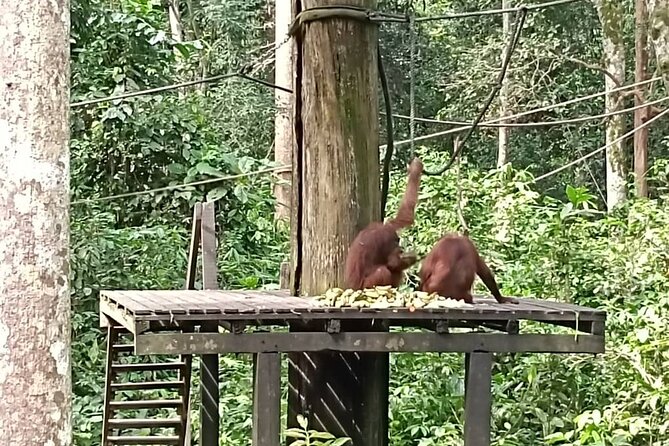 Full-Day Sepilok Orangutan and Sandakan City Trail from Kota Kinabalu - Is $131 good value?