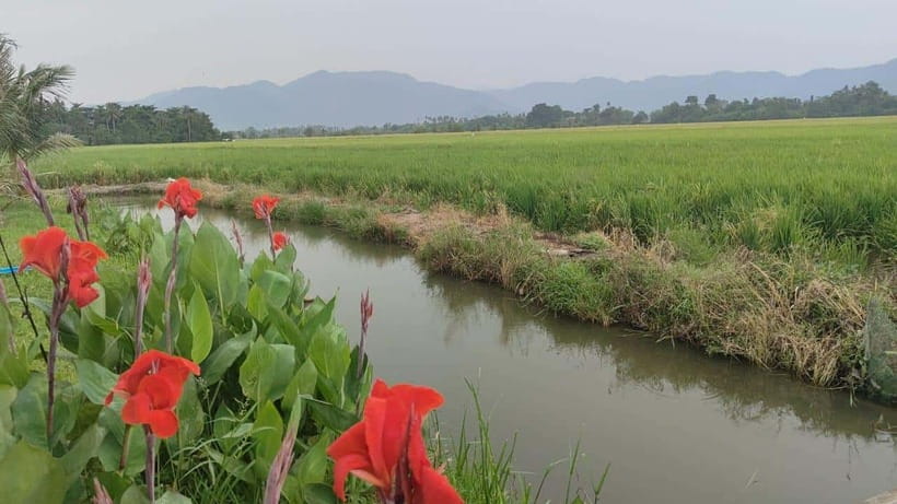 George Town: Balik Pulau Countryside Morning Cycling Tour - Key points to know before you book
