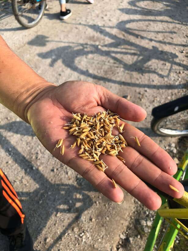 George Town: Balik Pulau Countryside Morning Cycling Tour - Two hours through paddy fields and farms