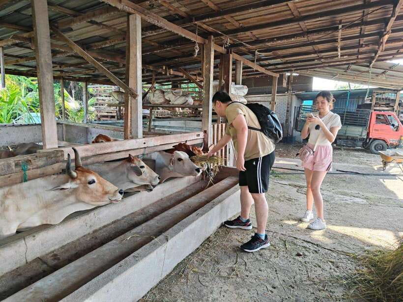 George Town: Balik Pulau Countryside Morning Cycling Tour - What the guide adds to the ride