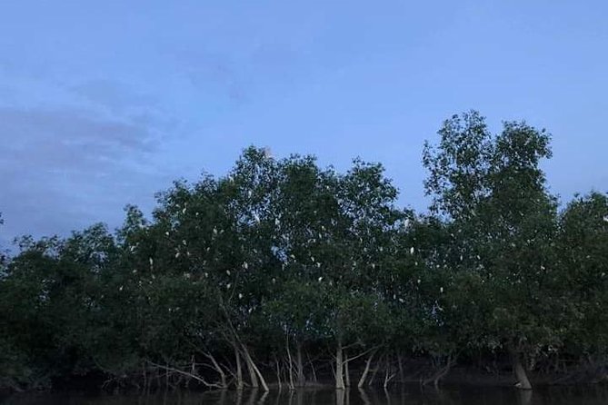 Glowing Kuala Selangor Firefly Tour - How bright are the fireflies?