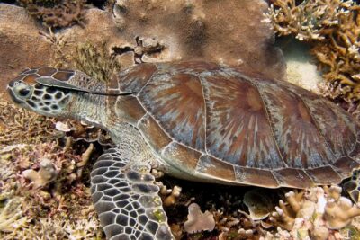 Guided Snorkeling Day Trip, Kota Kinabalu, Sabah, Malaysia