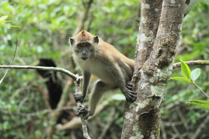 Half-Day Geopark Cruise from Langkawi - Following the mangrove rivers