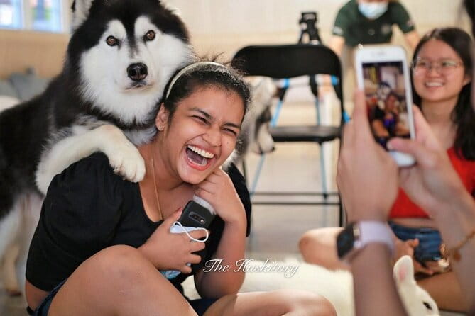 Huskitory Connecting People and Dogs - Friendly Dogs and Practical Help for Children