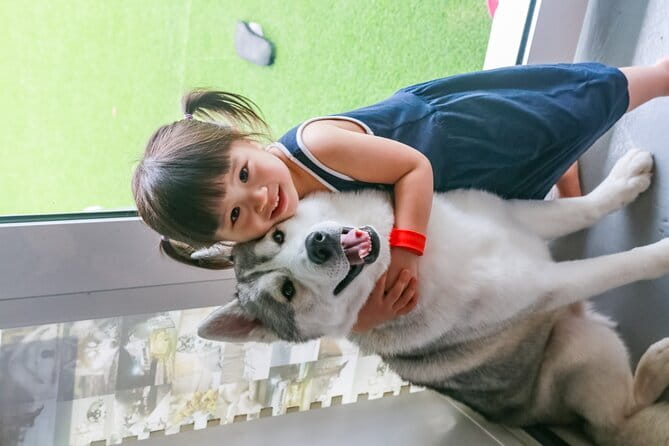 Huskitory Connecting People and Dogs - Who Will Enjoy The Huskitory Most?