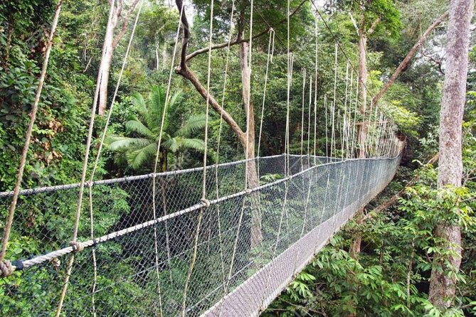 Jungle Odyssey: Unleash Your Adventure in Taman Negara! - The long road to the park