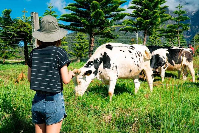Kinabalu Park With Rumah Terbalik & Desa Cow Farm - Desa Cow Farm adds a hands-on finish