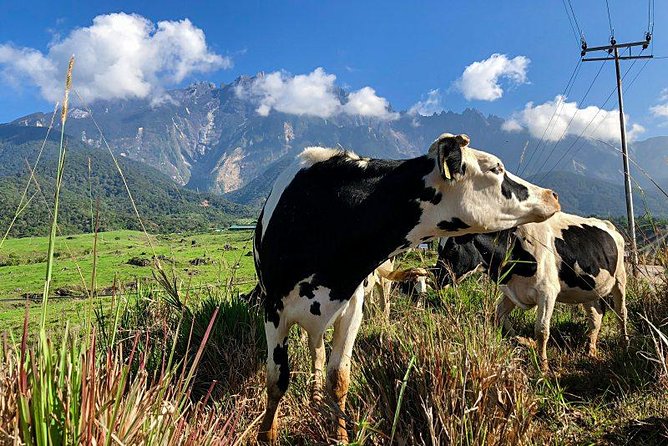 Kinabalu Park With Rumah Terbalik & Desa Cow Farm - Guide commentary can shape the day