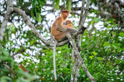Kinabatangan River Cruise from Sandakan