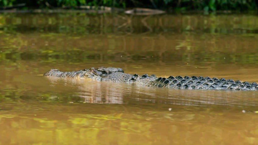 Kinabatangan River Trip from Sandakan with Lunch Included - Key points at a glance