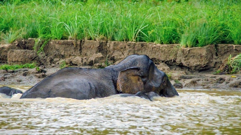 Kinabatangan River Trip from Sandakan with Lunch Included - The Kinabatangan River is the reason to go