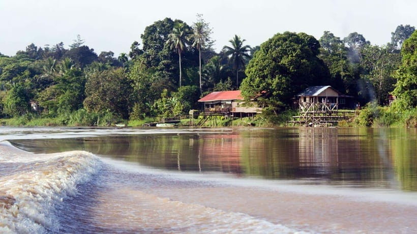 Kinabatangan River Trip from Sandakan with Lunch Included - What you might see from the boat