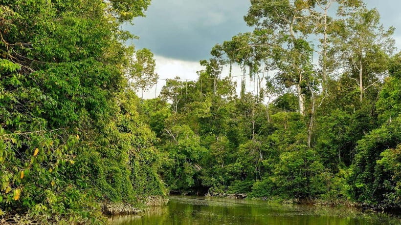 Kinabatangan River Trip from Sandakan with Lunch Included - The long-day question
