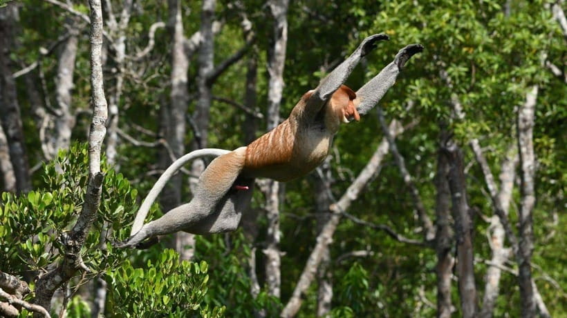 Kinabatangan River Trip from Sandakan with Lunch Included - Is $204 per person good value?