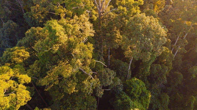 Kinabatangan River Trip from Sandakan with Lunch Included - Booking details worth checking