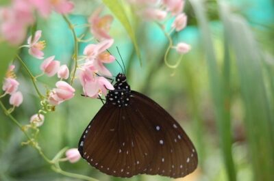 KL Butterfly Park Admission with Kuala Lumpur Famous Landmarks