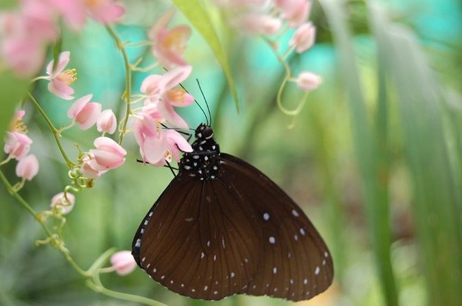 KL Butterfly Park Admission with Kuala Lumpur Famous Landmarks - Inside the 80,000-square-foot Butterfly Park
