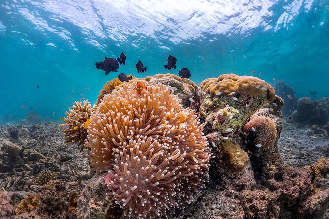 Kota Kinabalu Leisure Scuba Diving Trip (3 Dives) - From Jesselton Point to the marine park