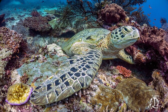 Kota Kinabalu Leisure Scuba Diving Trip (3 Dives) - Lunch and the island break