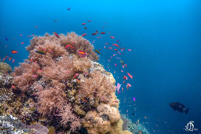 Kota Kinabalu Leisure Scuba Diving Trip (3 Dives) - Who will get the most from this trip?