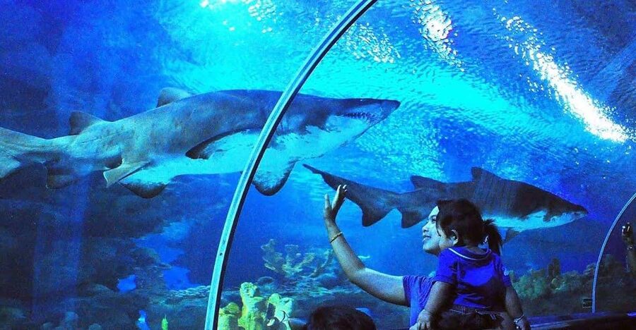 Kuala Lumpur: Aquaria KLCC Entry Ticket - Key points at a glance