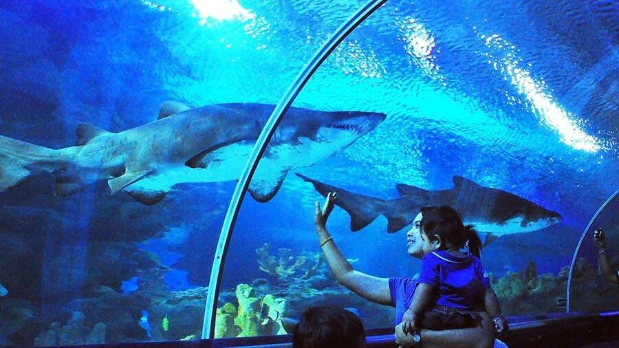 Kuala Lumpur: Aquaria KLCC Entry Ticket - Sharks, rays, jellyfish, and creatures beyond fish