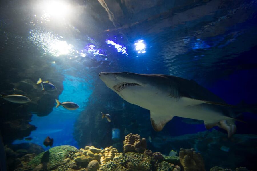 Kuala Lumpur: Aquaria KLCC Entry Ticket - Accessibility and family comfort