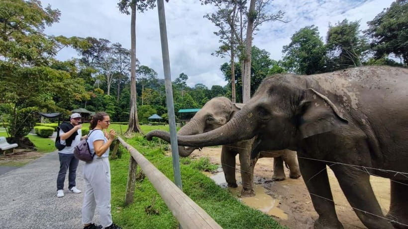Kuala Lumpur: Batu Caves & Kuala Gandah Elephant Sanctuary - Three Hours With the Elephants at Kuala Gandah